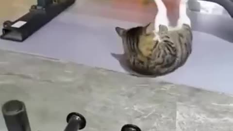 A motivated cat.