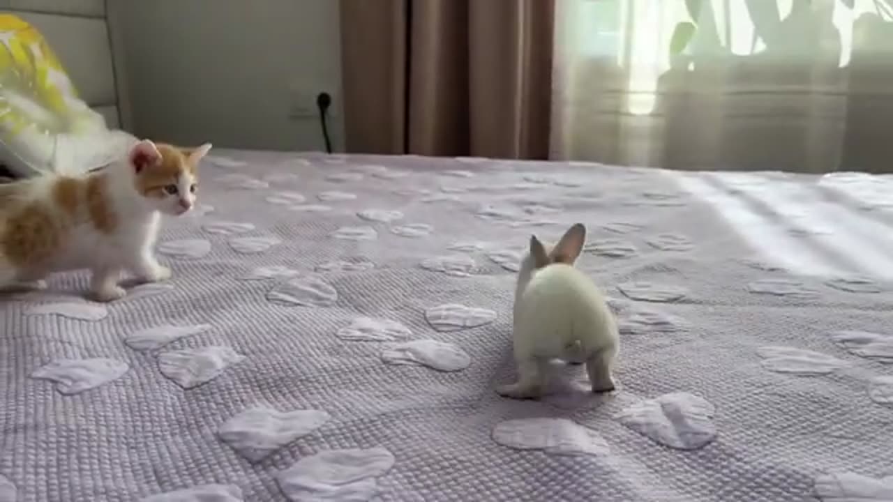 CUTE Bunny Rabbit and Kitten