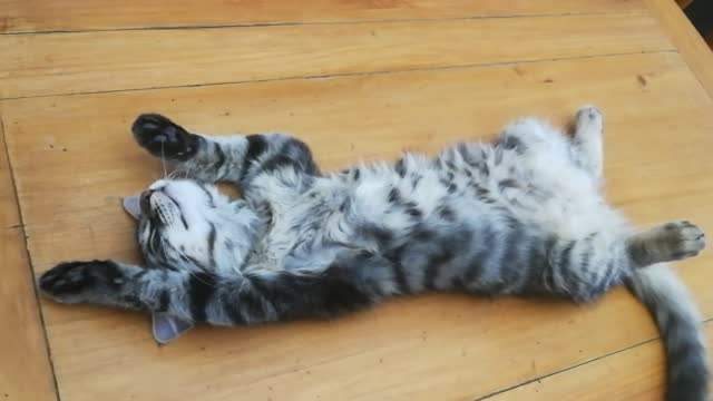 how to sleep your cat in 10 seconds viral