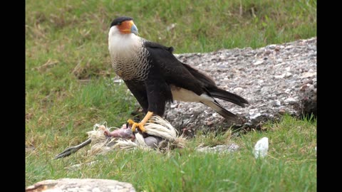 Crested Caracara Eating