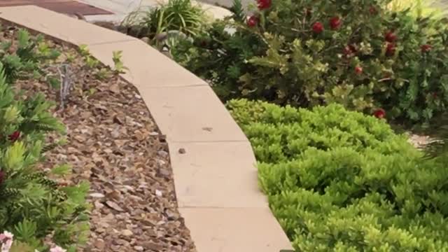 Bobcat Patrols Las Vegas Neighborhood