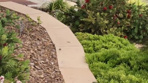 Bobcat Patrols Las Vegas Neighborhood