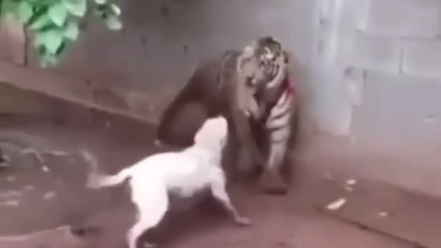 its very shocking tiger attack to home dog.😪😪