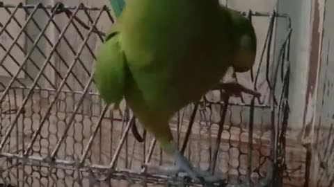 Parrot dance