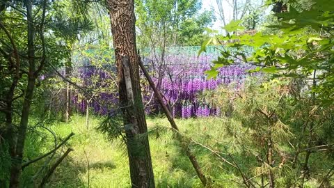 The flower wall in the distance is so beautiful