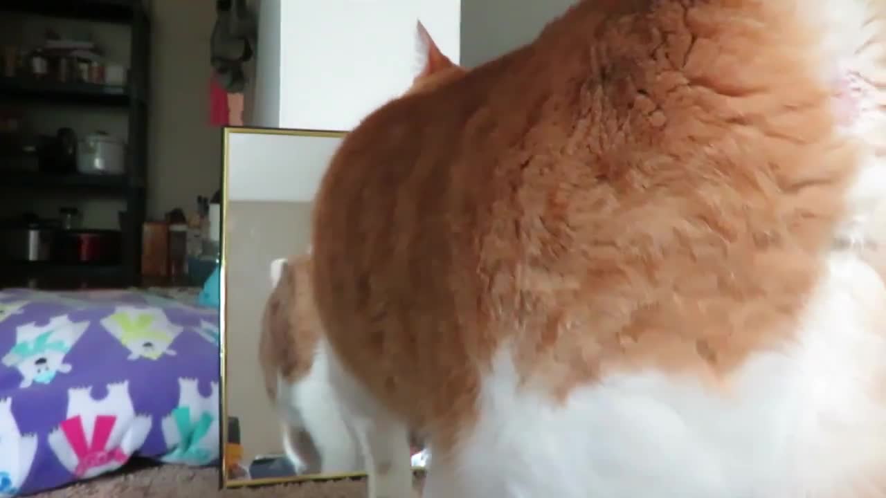 Cat is fascinated by reflection in mirror