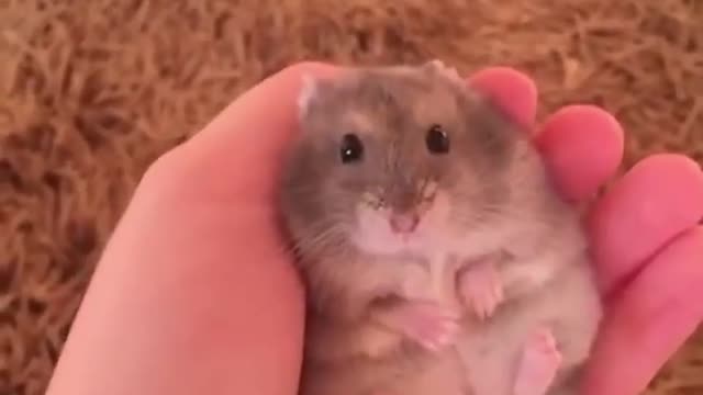 Cute hamster World's foldest animal