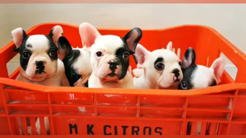 Puppies in a Crate