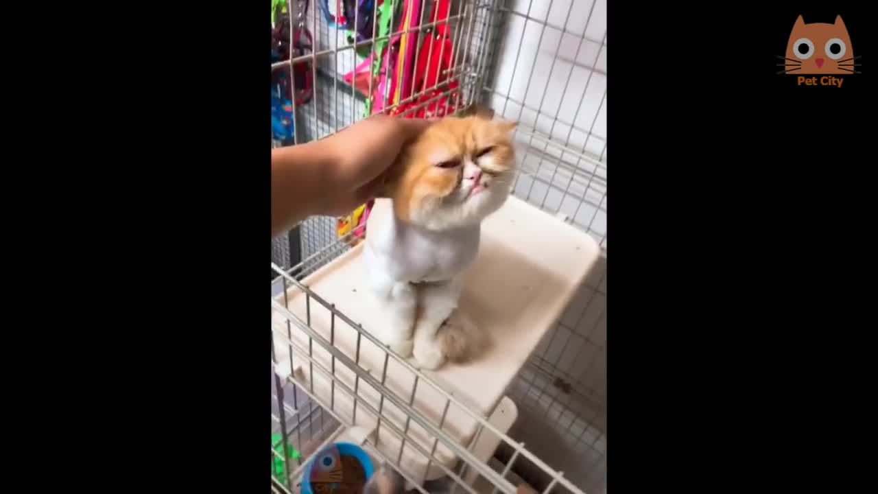 Trate de no reírse - Fun videos of cats and dogs