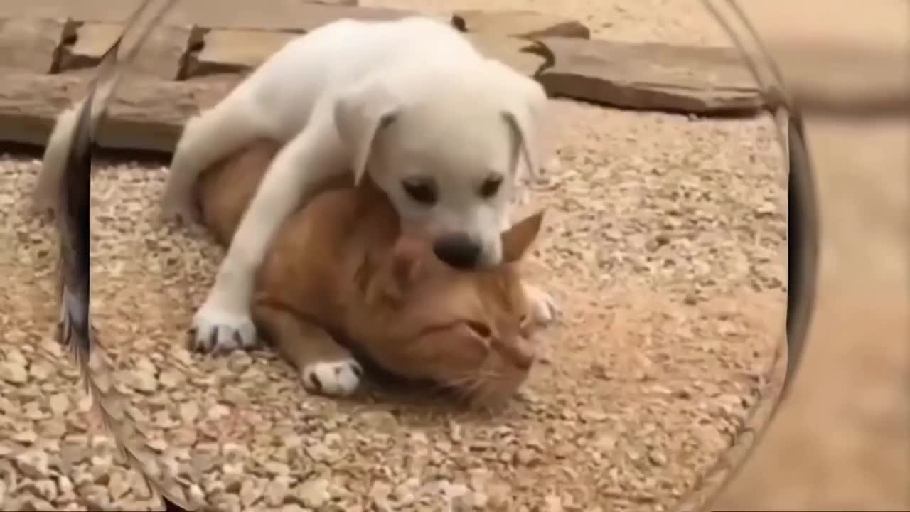 Cats and Dogs.
