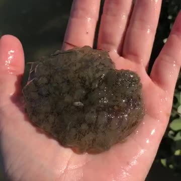 Sea hare was found in Nighthawk Bay in the Upper Laguna Madre