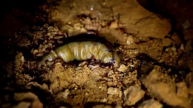 Antscanada