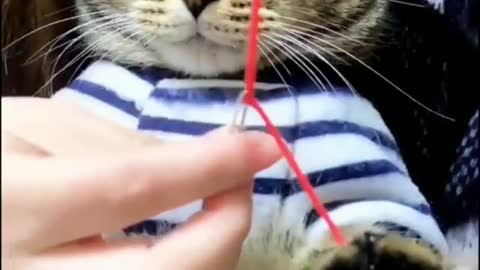Just look into the cat's eyes