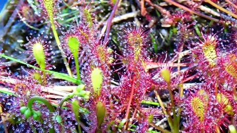 Round leafed sundew