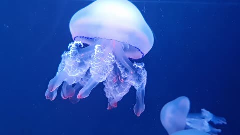 Jellyfish in underwater ||