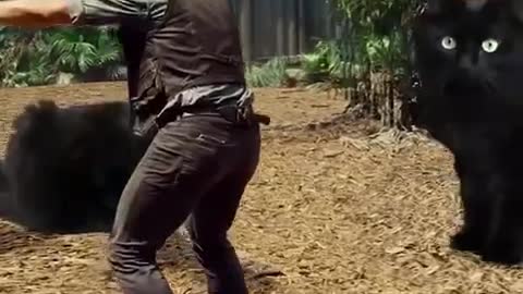 Epic Cat Moment! 🐈