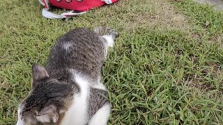 Cats' First Time to See Outside World in Months During Lockdown