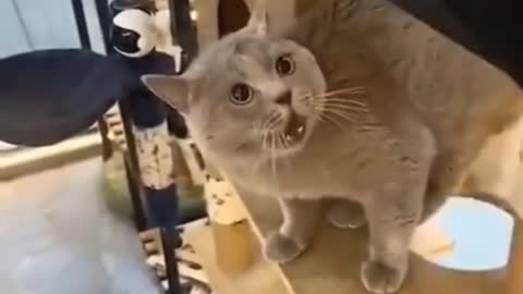 Cat funny moment