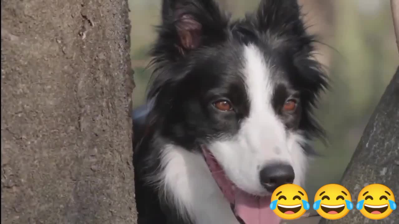 Dog is very confused so funny vedio