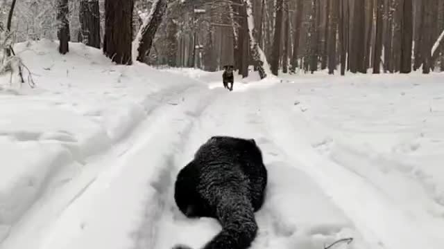 Rottweiler Black Panther Olympics