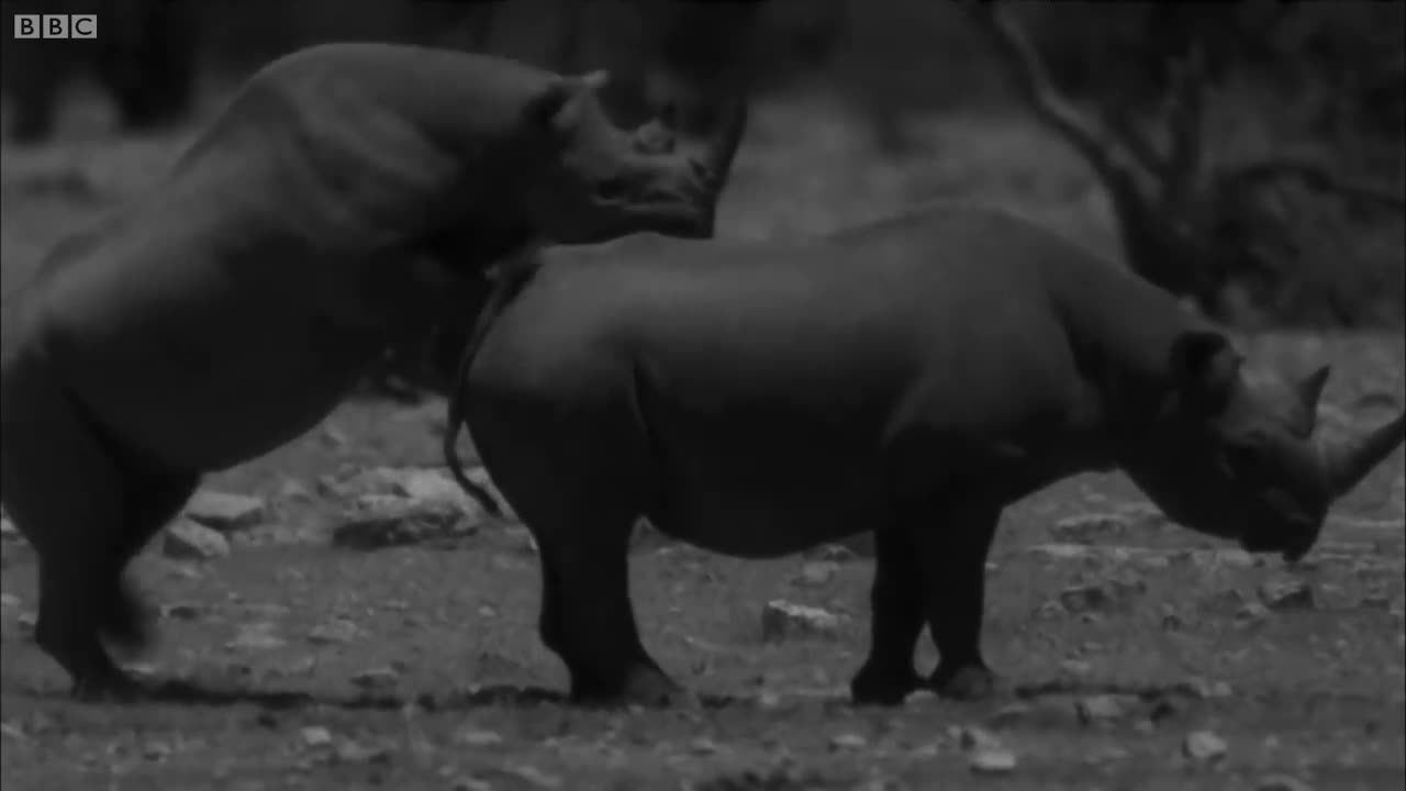 You Won't Believe What Rhinos Do at Night | Africa | BBC Earth