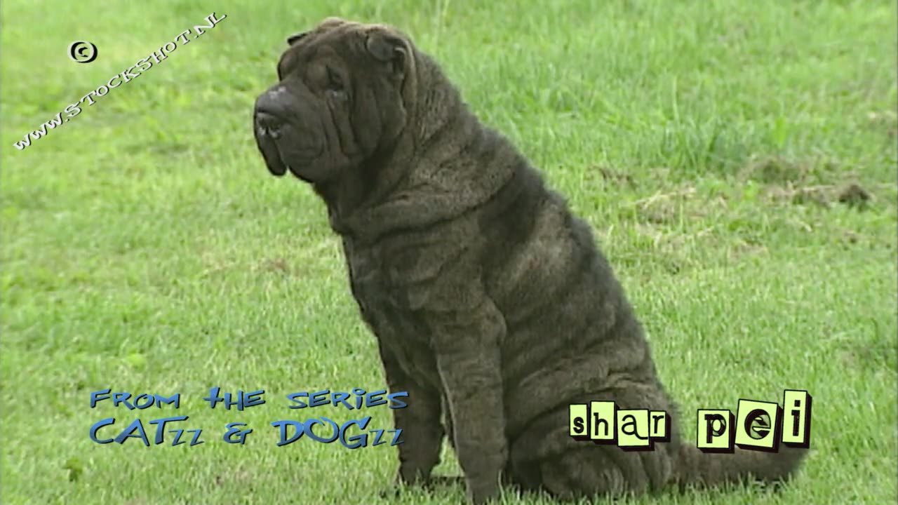 Shar-Pei