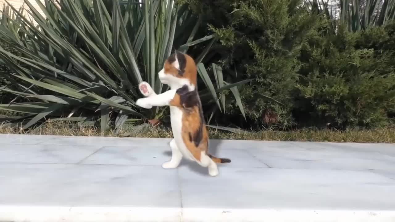 Dancing cate