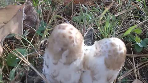 Shaggy Mane