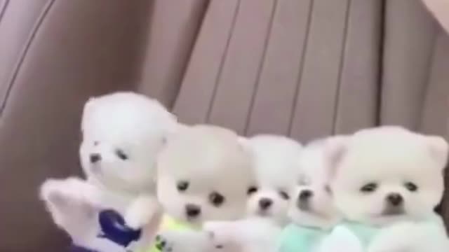 Most Cute & Naughty Puppies