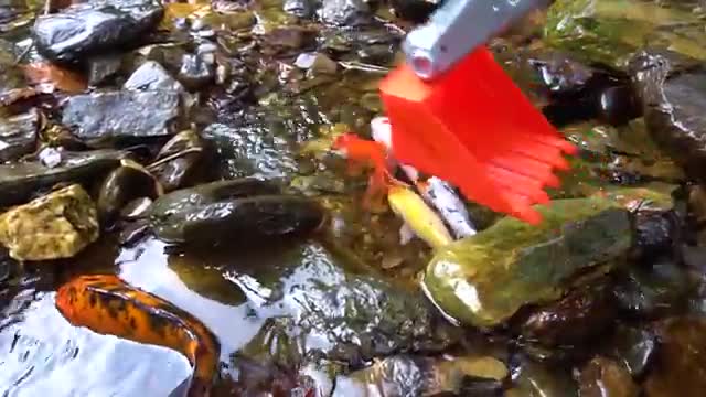 Baby monkey digs swimming pool and bathes with cute koi, goldfish, and red fish