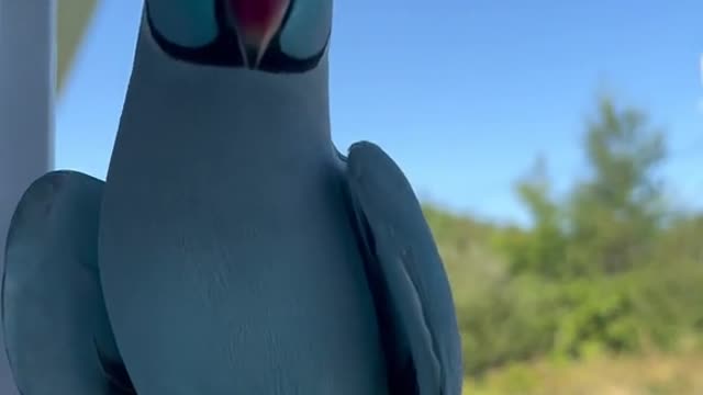 A blue parrot learns to speak to me