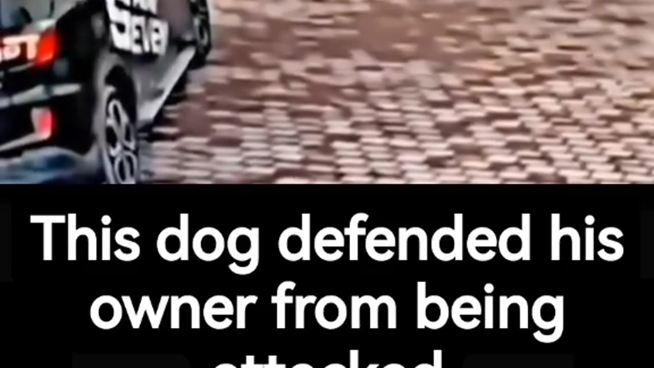 Dog Defend his owner by getting Mobbed