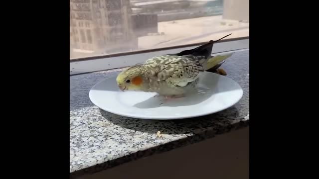 Best Funny Animal Videos Funny Birds Video Funny Parrots Compilation Funny Video.