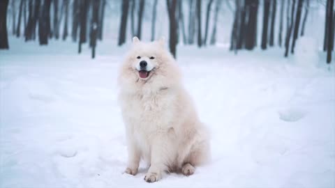 A white puppy met white snow.