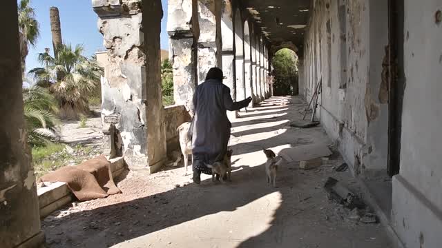 Woman in Hijab and Dogs