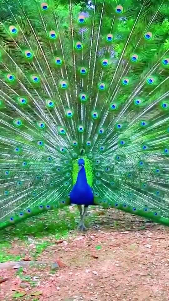 peacock dance part 8