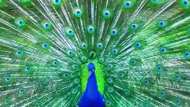 peacock dance part 8