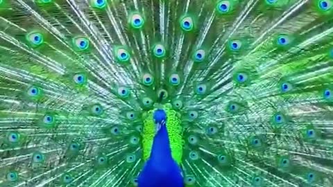 peacock dance part 8