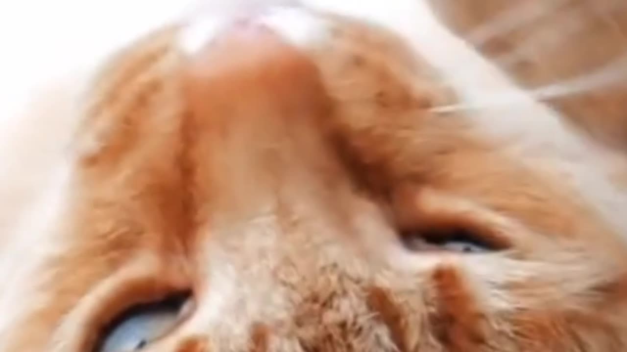 Funny cat 🐈🐈🐈