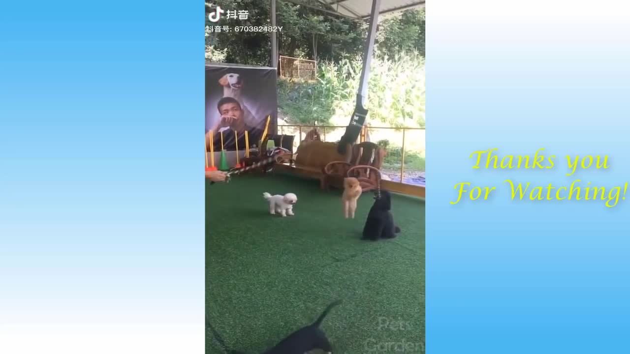 If you’re in bad mode watch this, Funny animal videos 2021