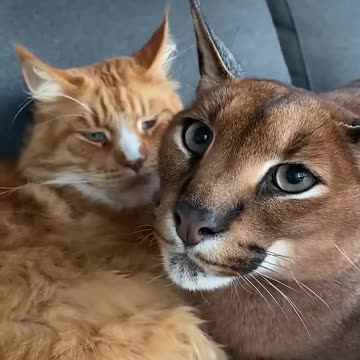 Can we get some privacy hooman ?