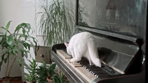 look at the cactus on the piano