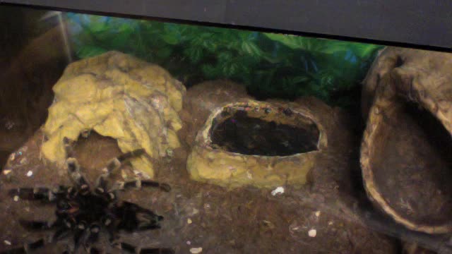 Time Lapse Of Tarantula Shedding Her Skin In Only One Minute