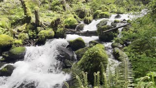 Dry Creek Running Through Rainforest – Columbia River Gorge – Oregon – 4K