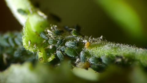 Bugs feeding on a plant