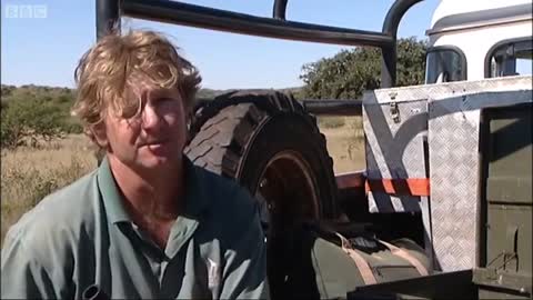 Netgunning Black Wildebeest from Helicopter | Vet Safari | BBC Earth