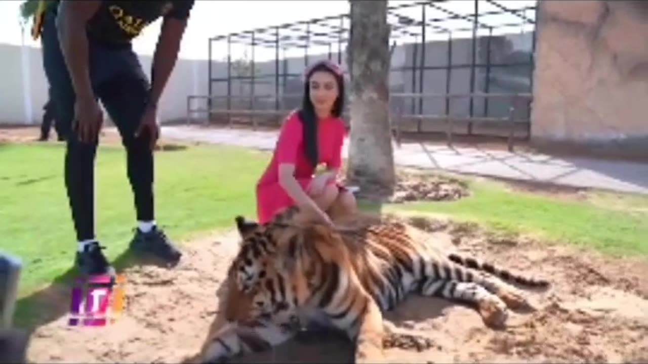 Dubai 🇦🇪 King 👑 Sheikh Nawab With White Tiger 🐯 Lion 🦁 White Tiger 🐅 #Dubai #shorts