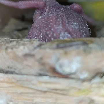 The mother bird eats her young children