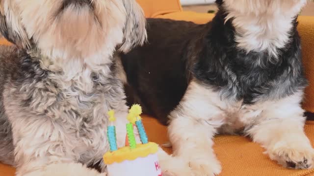 Cute dogs celebrate birthday on the sofa