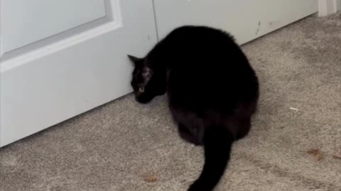 Cute Precious Piper Inspects the Supply Closet - Adopting a Cat from a Shelter Vlog #shorts